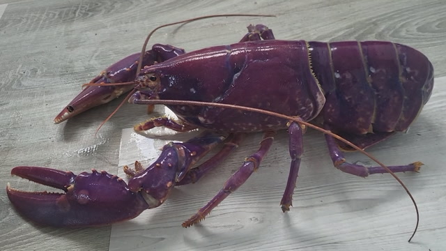 Daglig leder på akvariet har ennå ikke målt hvor lang hummeren er. Han vil først gi den litt ro og fred. Kaare Rugtveit