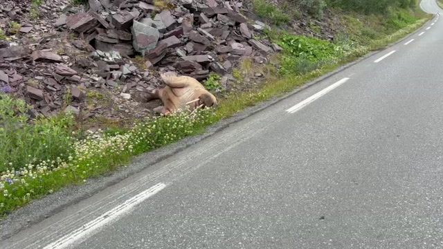Tidligere i sommer da hvalrossen krabbet rundt i veikanten og i skogen.