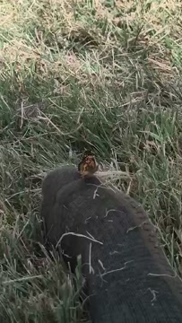 SISTE VIDEO: Ein sommarfugl tørkar vingane på Joachim Lanham sin fot. Dette er den siste videoen han nokon gang tar.